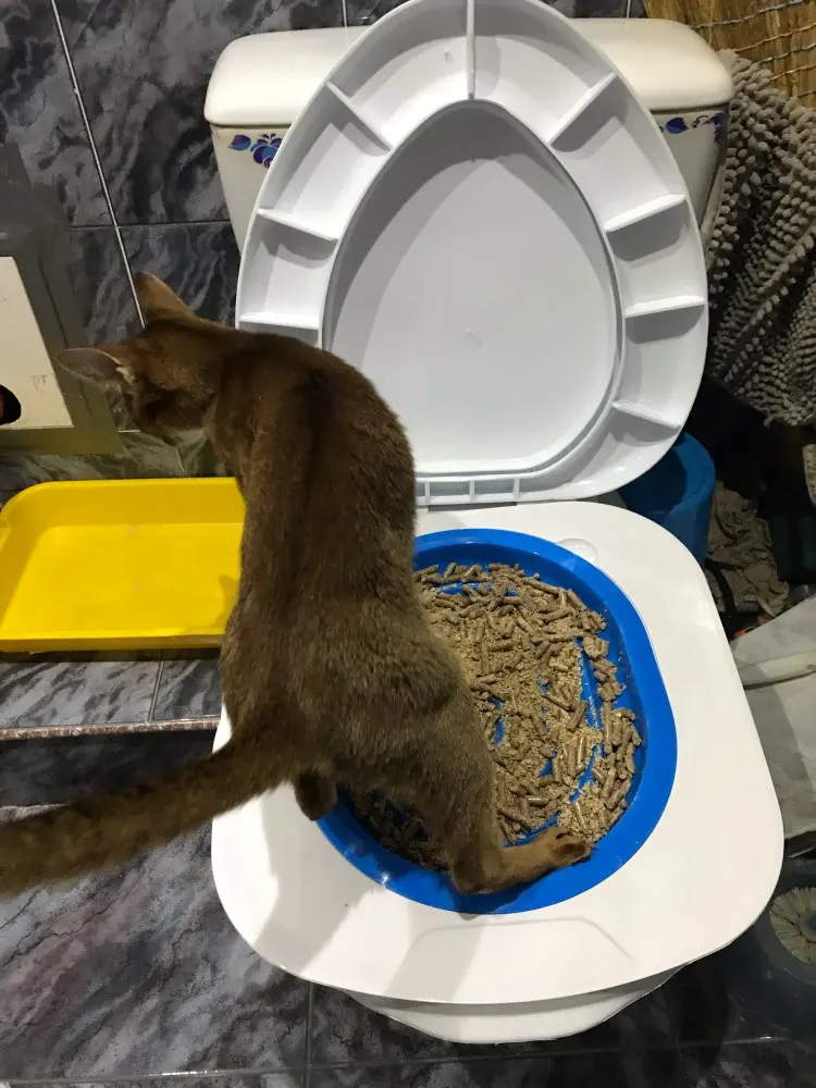 Ящик для подстилок для кошек пластиковый кошачий Туалет Тренажер кошачий Туалет Тренировочный Набор Поднос коврик очистка домашних животных продукты для тренировок