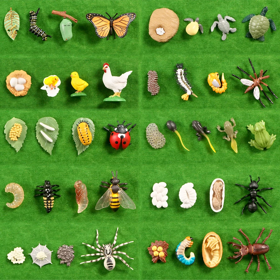 Betterfly пчелиная лягушка цикл роста набор моделей жизненного цикла фигурки игрушки