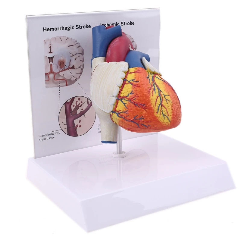 

Educational Equipment & Supplies