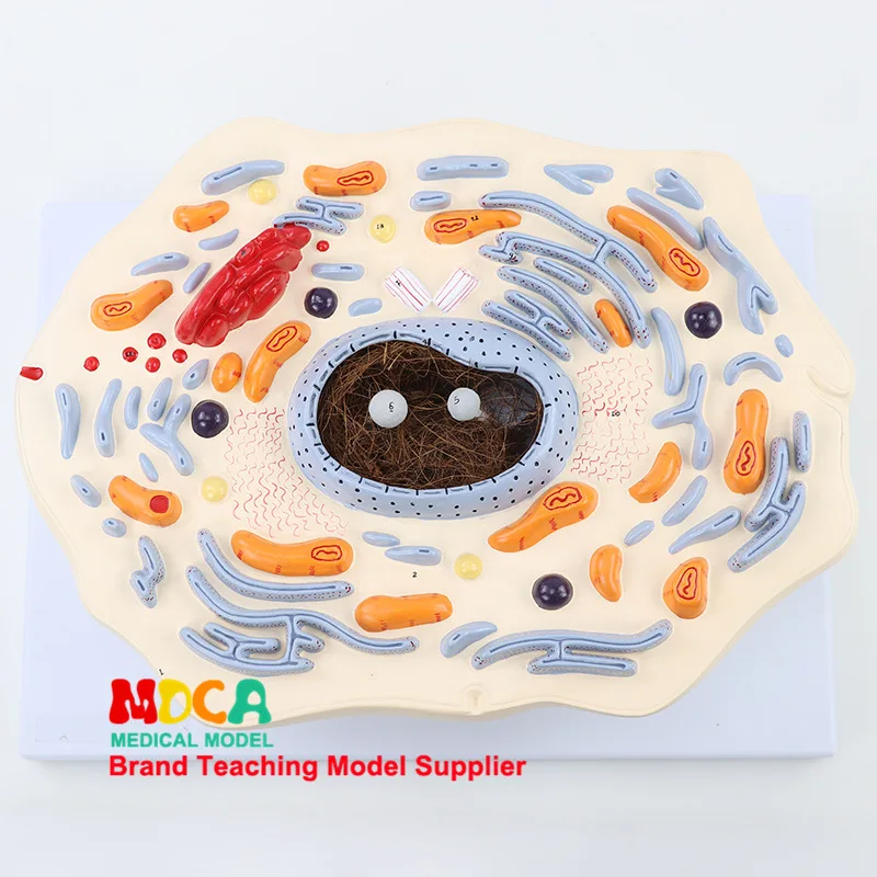 Модель животных ячейки микроструктура анатомия обучение медицине