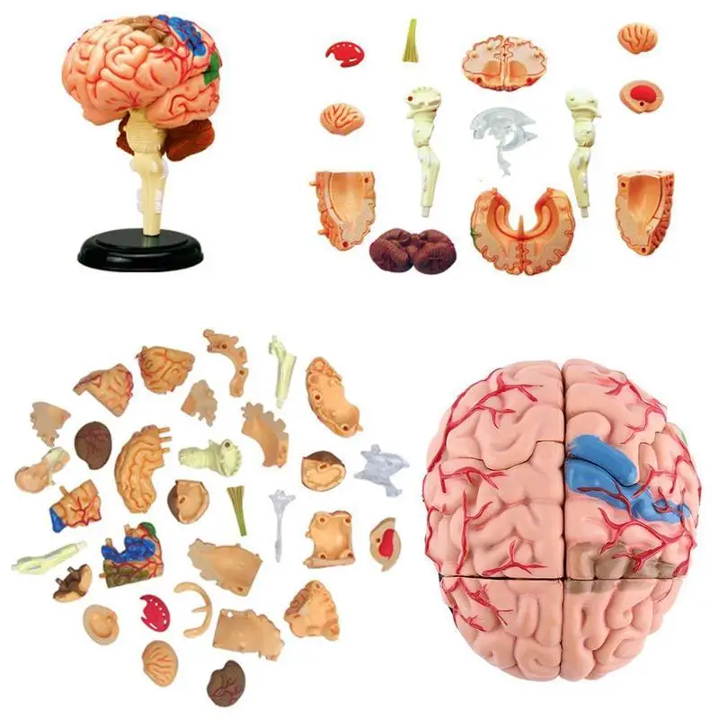 4D Disassembled Anatomical Human Brain Model Anatomy Teaching Tool Statues Sculptures School Use Dropship | Дом и сад