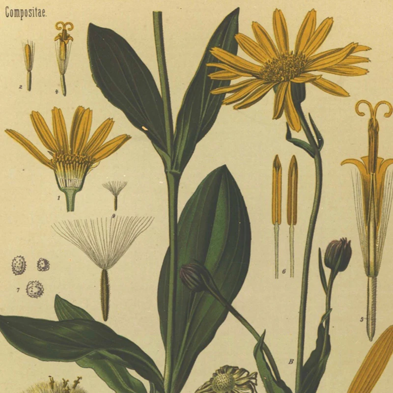 Винтажные принты ботаники Постер горчицы 1887 энциклопедия лекарственных