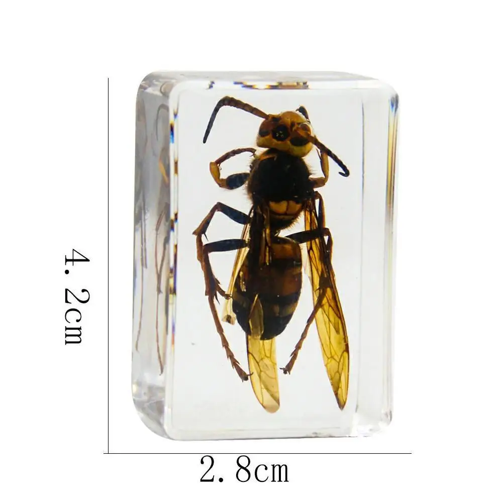 Transparent Seahorse  Amber Resin Crystal Amber Insect Specimen Hippocampus Cicada Wasp Insect Specimen Tabletop Crafts Ornament images - 6