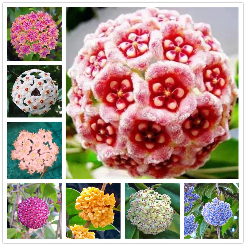 

100 шт., бальзам для губ Hoya Carnosa