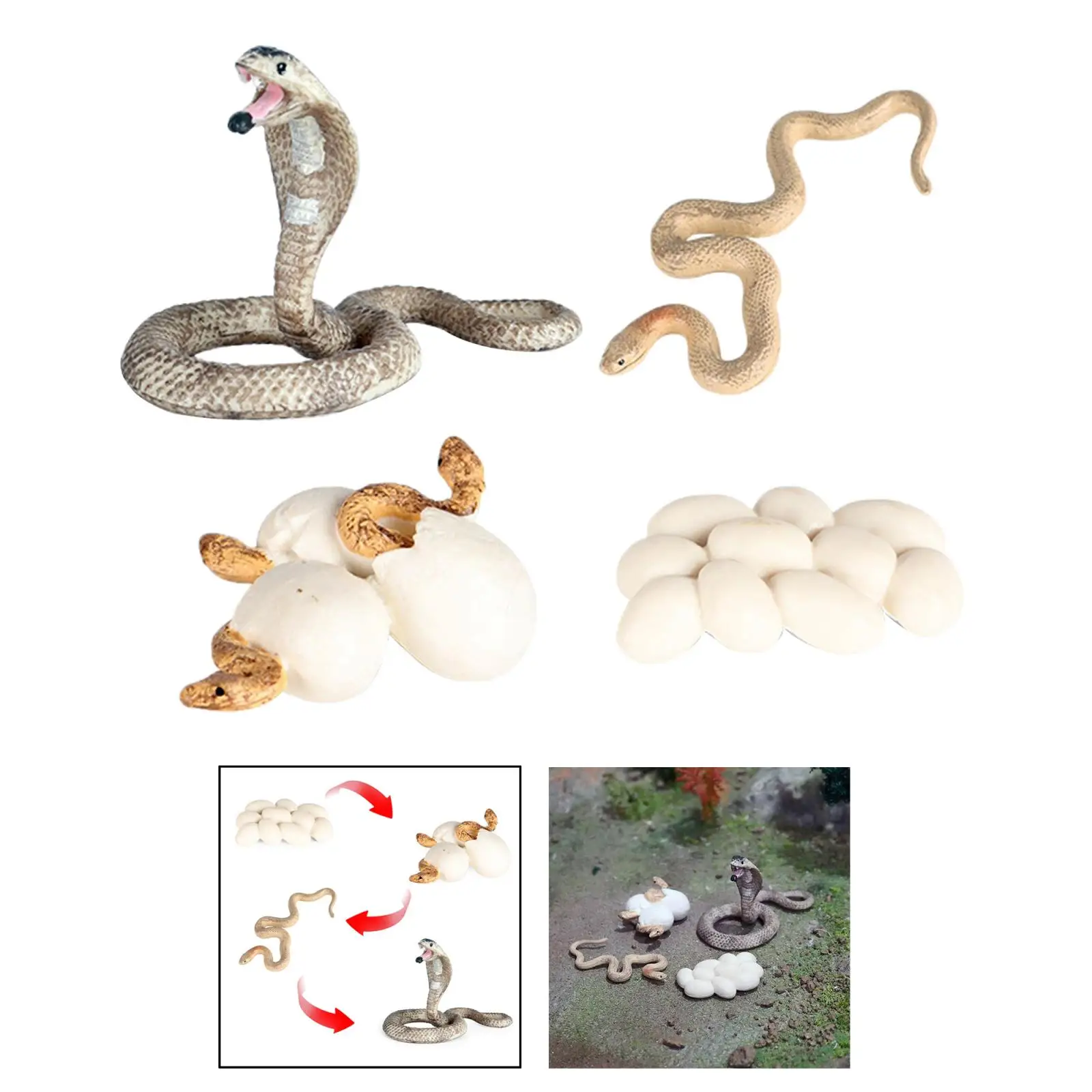 

Life Cycle of a Montessori 4 Part Animal Learning Educational Toys