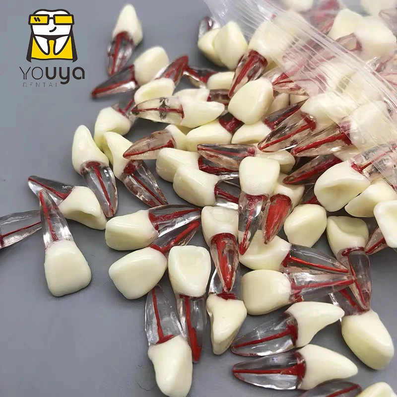 1 шт. зубной корень модель канала для ЦР практика стоматолог обучения открытие