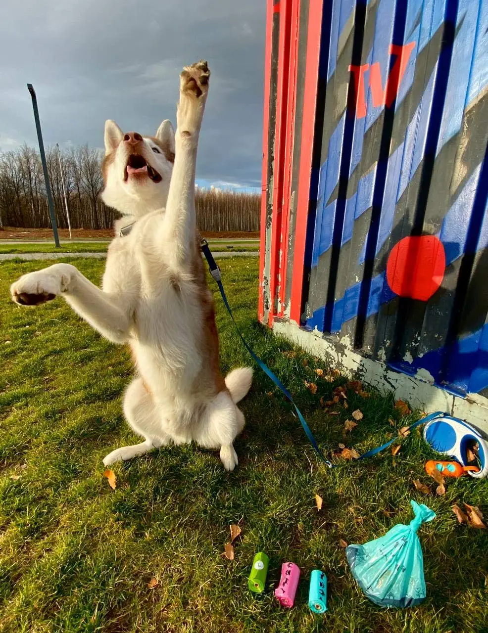 Биоразлагаемые мешки для собак и кошек 18 Рулонов 720/270 штук разноцветные отходов с