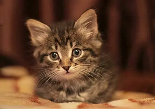 

Tuny Tabby Kitten Cat Pet Metal Aluminum Iron Poster Pub Garage Hotel Diner Cafe Home Iron Mesh Wall Decor