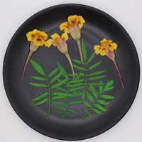 60pcs 4 6cm pressed dried tagetes patula l flowerleaves plants herbarium for jewelry bookmark postcard phone case candle diy