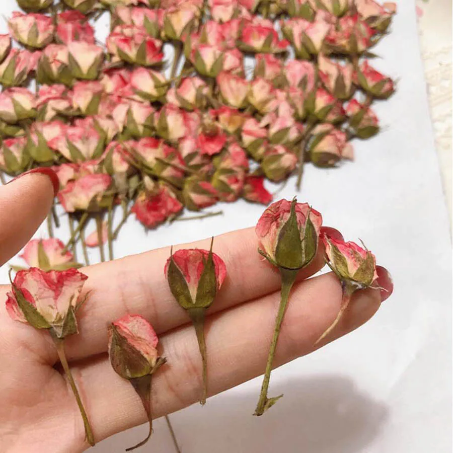 

60pcs Dried Pressed Pale Pink Rose Flower Plant Herbarium For Jewelry Bookmark Postcard Phone Case Invitation Card DIY Making