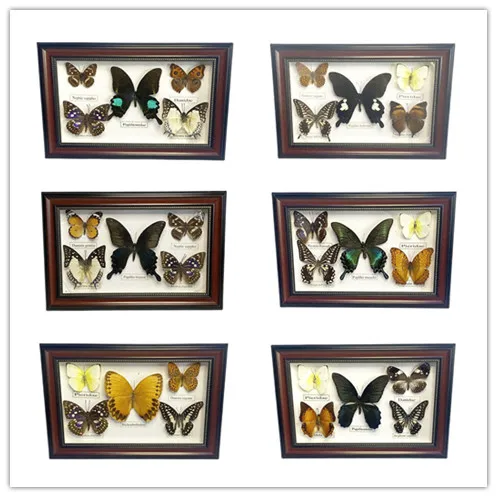 

1 set=5pcs Pretty Butterfly Real Specimen Education Material Collection/Butterfly Specimen Artwork Material Decor &