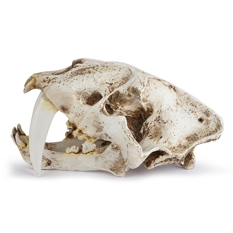 Изделие из смолы саблезубые Тигр Череп унисекс украшение статуи Творческий Бар