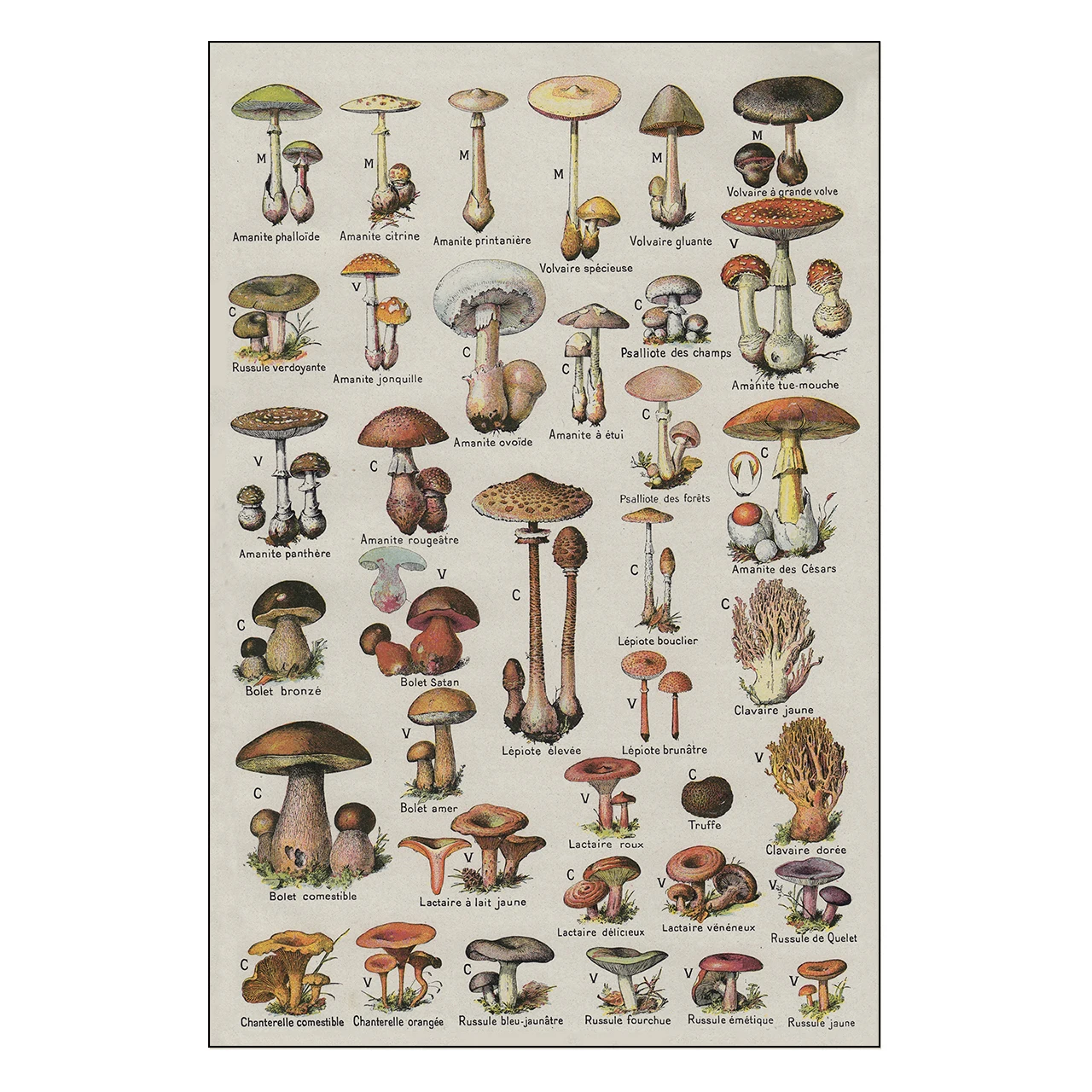 

Paleobios Plant Retro Poster Flower Animal Insect Butterfly Mushrooms Canvas Painting Wall Art Canvas Oil Painting Home Decor