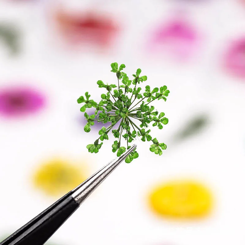 3d натуральные маргаритки Gypsophila DIY наклейки консервированные гербарий 12 сетки женские принадлежности сушеные цветы Дизайн ногтей украшения