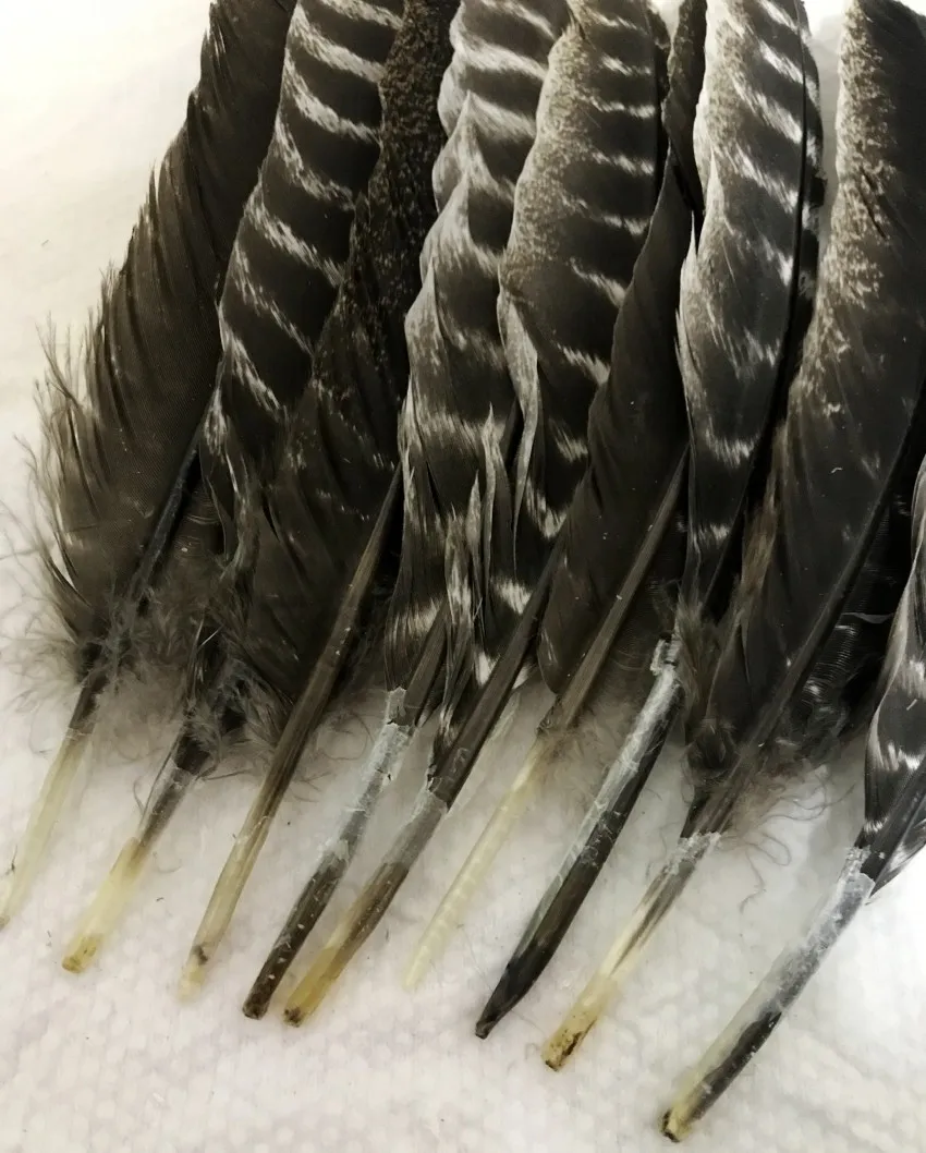Оптовая продажа Бесплатная доставка Натуральное перо индейки 25 30 см редкое дикое