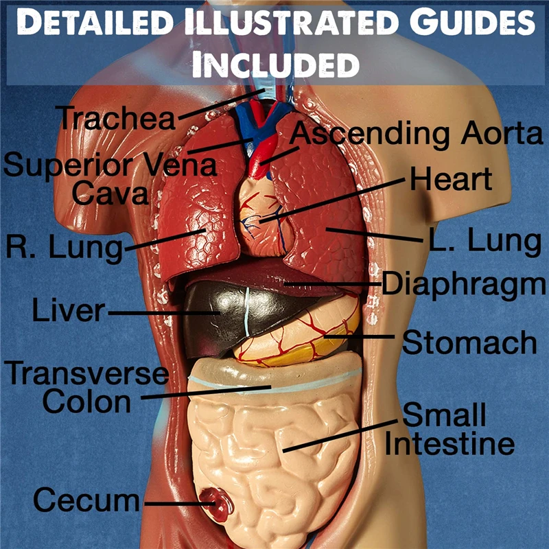 Модель S keleton 3 шт./компл. 45 см + модель сердца 20 торса 30 практичная медицинская 3D