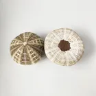 Бесплатная доставка (4 шт.лот) зеленый морской Ежи натуральный раковина раковины пляжное свадебное украшение прибрежный дом украшение Морская звезда