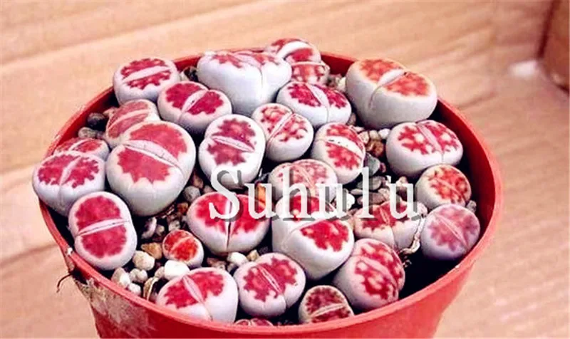 200 шт Искусственный литопс|Цветочные горшки и кадки| |