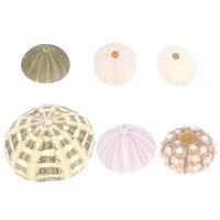 6pcs natural sea urchin shell natural shell conch decors aquarium decorations sea urchin ornaments home desktop decoration