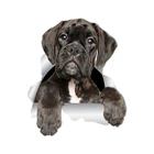 S41015 # различные размеры самоклеящаяся наклейка восхитительный боксер стикер на машину с собакой водонепроницаемые Авто декорации на бампер заднего стекла