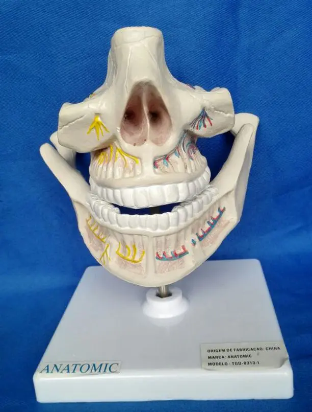 Взрослая зубная челюсть Модель Стоматологическая лаборатория Mandible модель