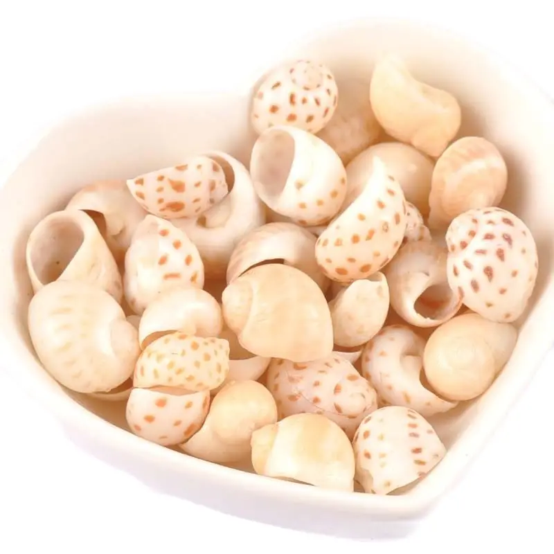 

20 шт., миниатюрные спиральные ракушки для скрапбукинга, ракушки для стеклянной бутылки, аквариума, украшения для дома, TRS0419