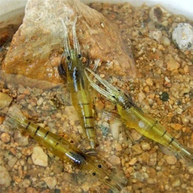 Приманка Мягкая креветка 10/20 шт. травяная экологически безопасная пластиковая