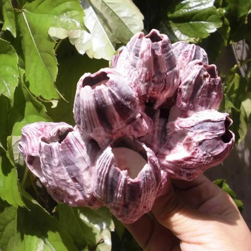 

Sea Barnacles Wedding Event Decorations Fish Tank Landscaping Natural Shells And Conch Fashion In Your House