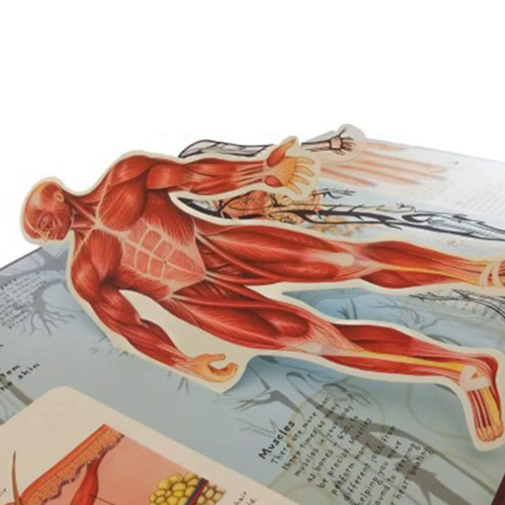 

Newly Anatomy of The Human Body in English Popular Science Book 3D Picture Book Early Education Book for Kids gift