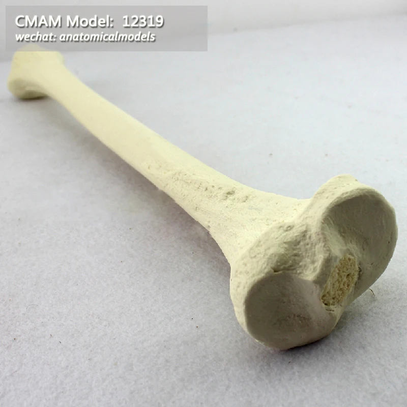 12319/имитация кости эновомоделя тибии медицинская модель CMAM ортопедическая