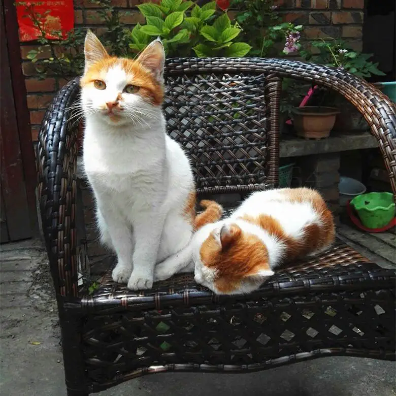 Ротанговое кресло для отдыха простой стол и стул балкон ротанговое