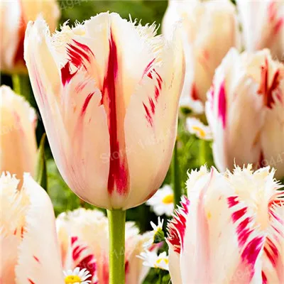 Серебристый 100pcs Tulip flores White Blue Purple mixed color Flower plantas bonsai flower plante colorful plants for home garden - Цвет: Серебристый