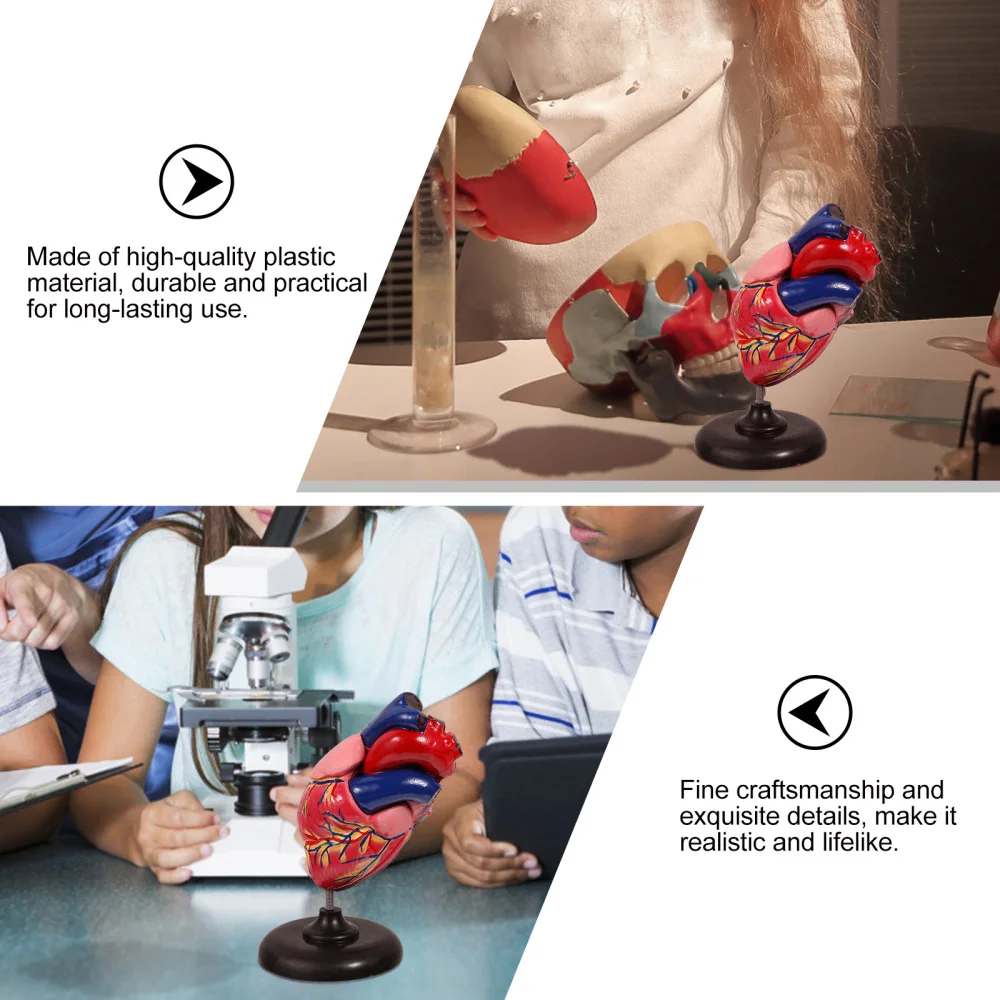 

1Pc Human Heart Model with Removable Base Simulation Biology Teaching Instrument