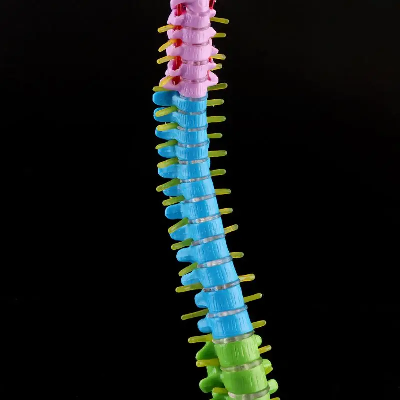 

45cm Removable Human Spine Model Spinal Column Vertebral Lumbar Curve Anatomical Medical Teaching Tool