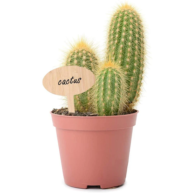 

50pcs T-Type Bamboo Plant Labels Eco-Friendly Wooden Plant Sign Tags Garden Markers for Bonsai Seed Potted Herbs Flowers Tool