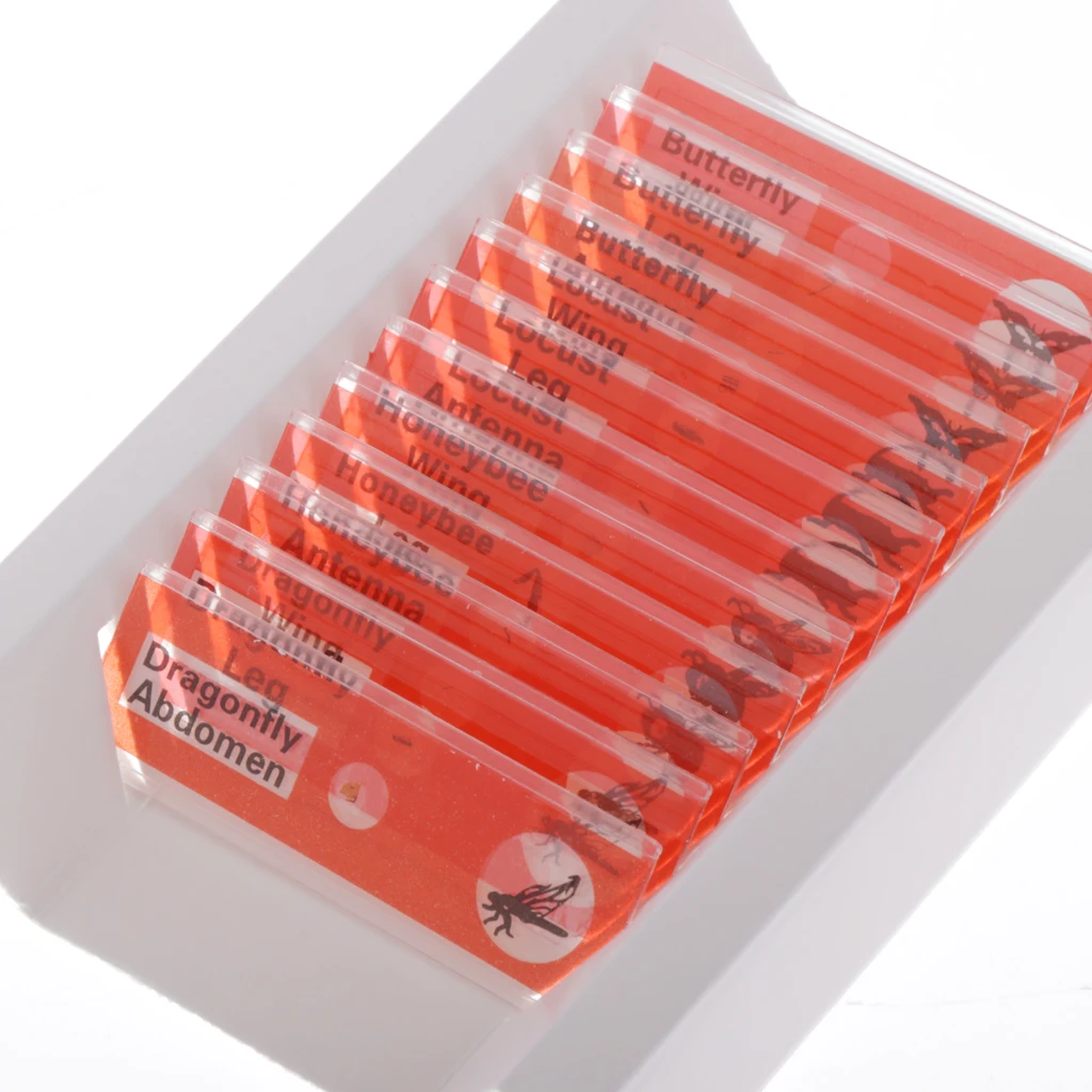 

48x Prepared Microscope Slide Animal Insect Plant Flower Biological Specimen Basic Biological Science Education Samples Kit