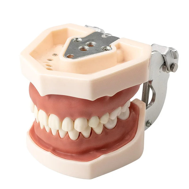 

Модель зубной десны, Учебная модель, стандартная модель зубной десны, демонстрация модели со съемными зубными зубами, модель подарок для да...