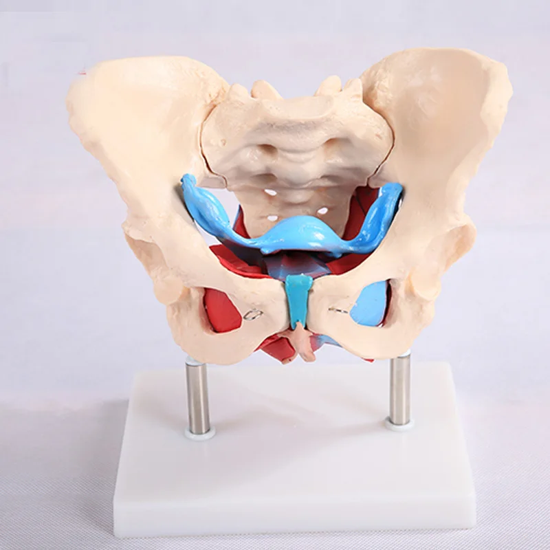 Модель матки яровичных органов реабилитационная медицинская анатомическая