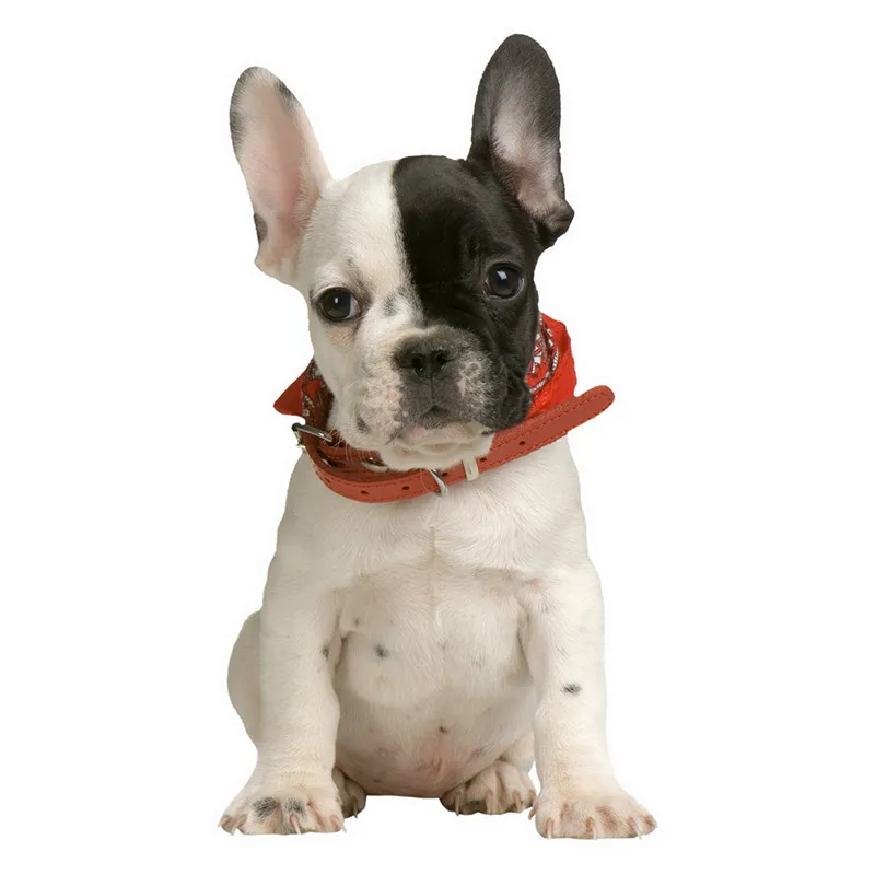 

Cartoon Lifelike Graffiti I Love French Bulldog Colorful Dog Car Sticker Styling Funny Stickers and Decals Removable KK 8x15cm