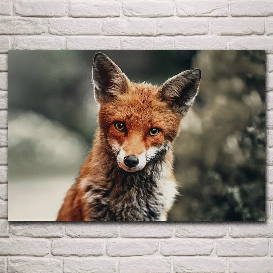 Милая лиса прекрасные дикие животные портрет крупным планом для гостиной