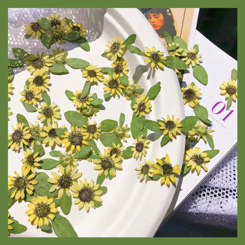 12pcs Pressed Dried Mini 1-2cm Sunflower Flowers Plant Herbarium For Jewelry Postcard Invitation Card Phone Case Bookmark DIY
