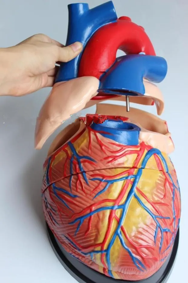 

3X Size Human Heart Model B Ultrasound Color Ultrasound Cardiac Medicine Heart Anatomy 3 Times Medical Teaching Model 20*18*18CM