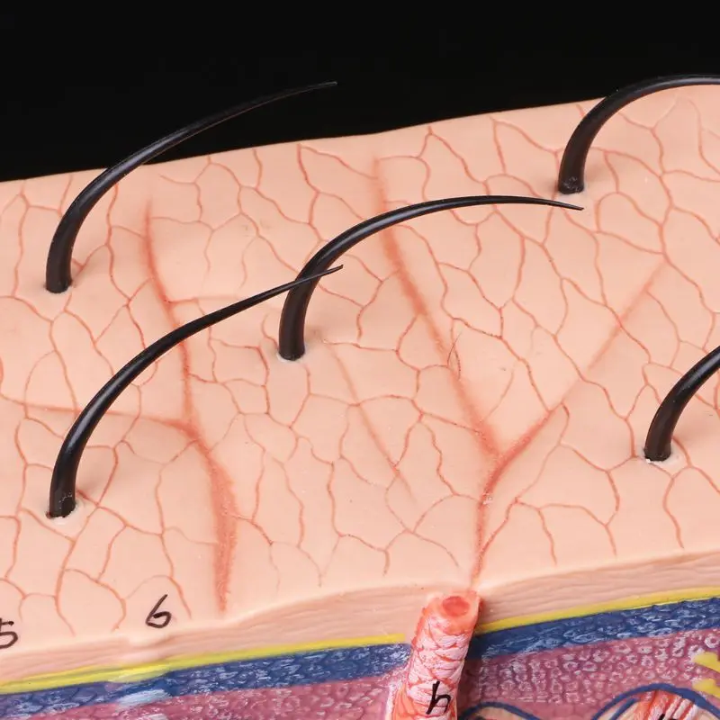 

Human Skin Model Block Enlarged Plastic Anatomical Anatomy Teaching Tool