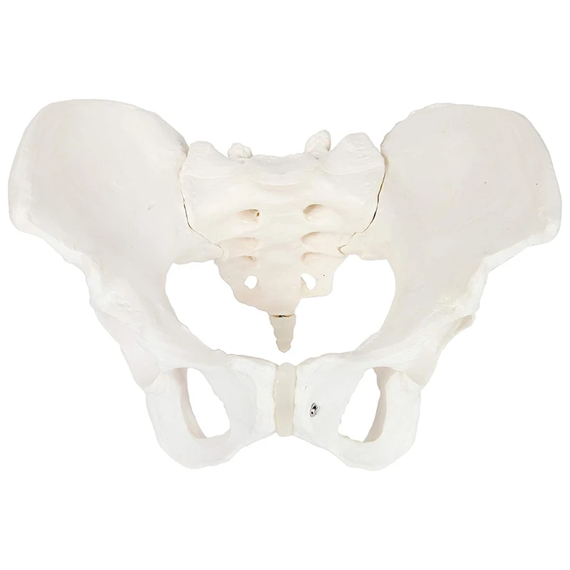 Female Anatomy Pelvis Pelvic Skeleton Throat Anatomical Skull Sculpture Head Body Model |