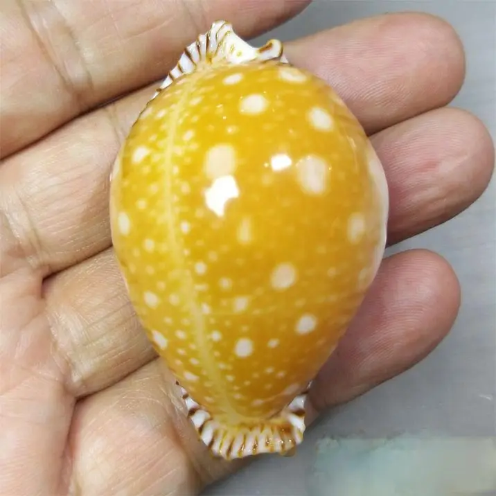 

Natural Rare Conch Collection 5.83 cm Philippine Golden Star Snail