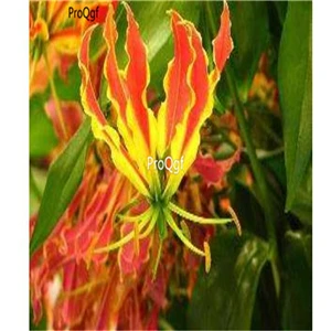 Ngryise 5 шт набор Gloriosa superba - Цвет: 5