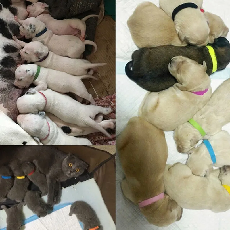 1 упаковка ошейники для удостоверения личности питомца моющиеся ошейник щенка