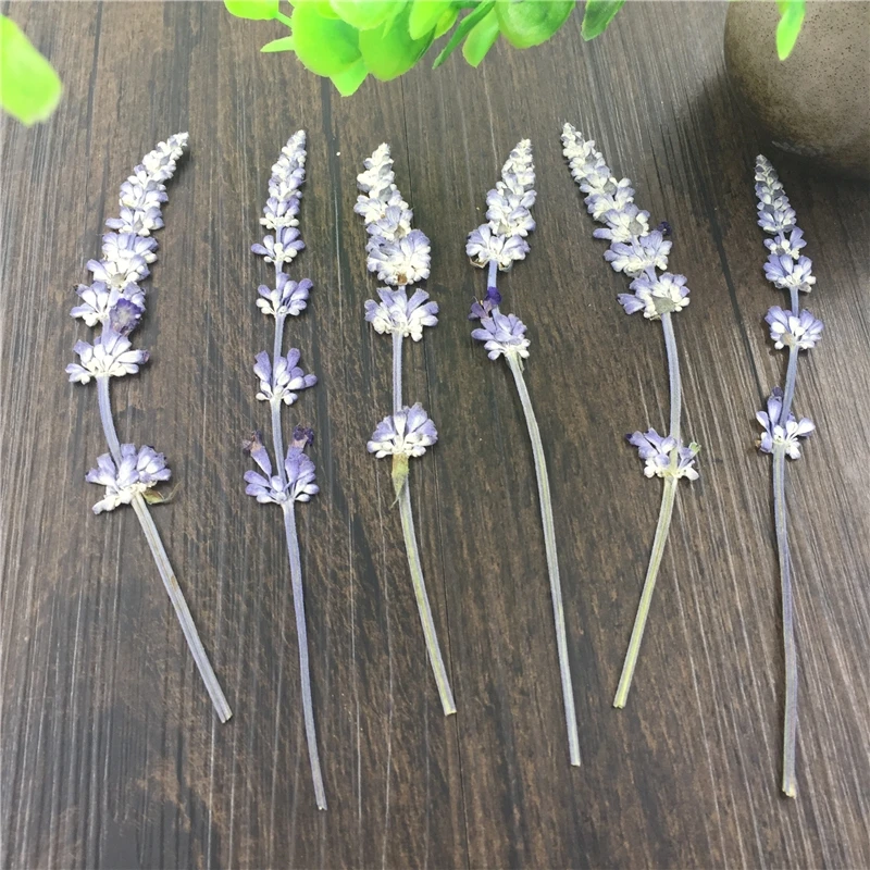 

40pcs Dried Pressed Lavender Flowers Plant Herbarium For Jewelry Photo Frame Scrapbooking Craft Making Accessories
