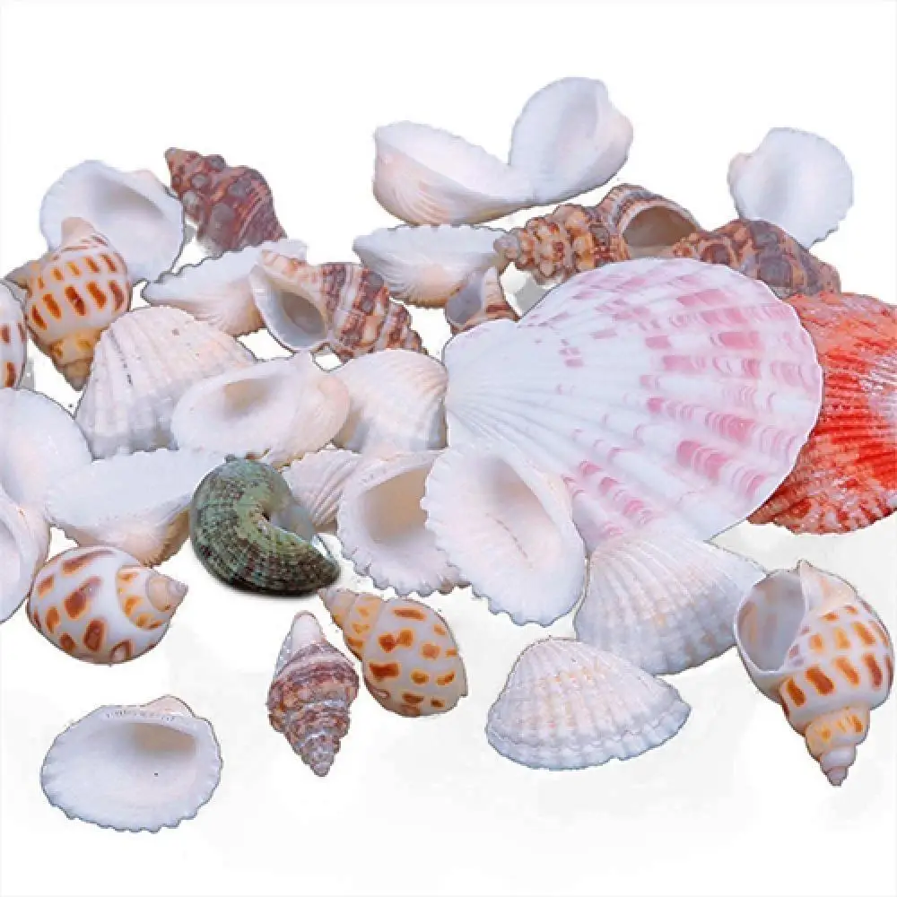 

Hot Sales 100g Mixed Sea Beach Shells Crafts Seashells Aquarium Decor Photo Props