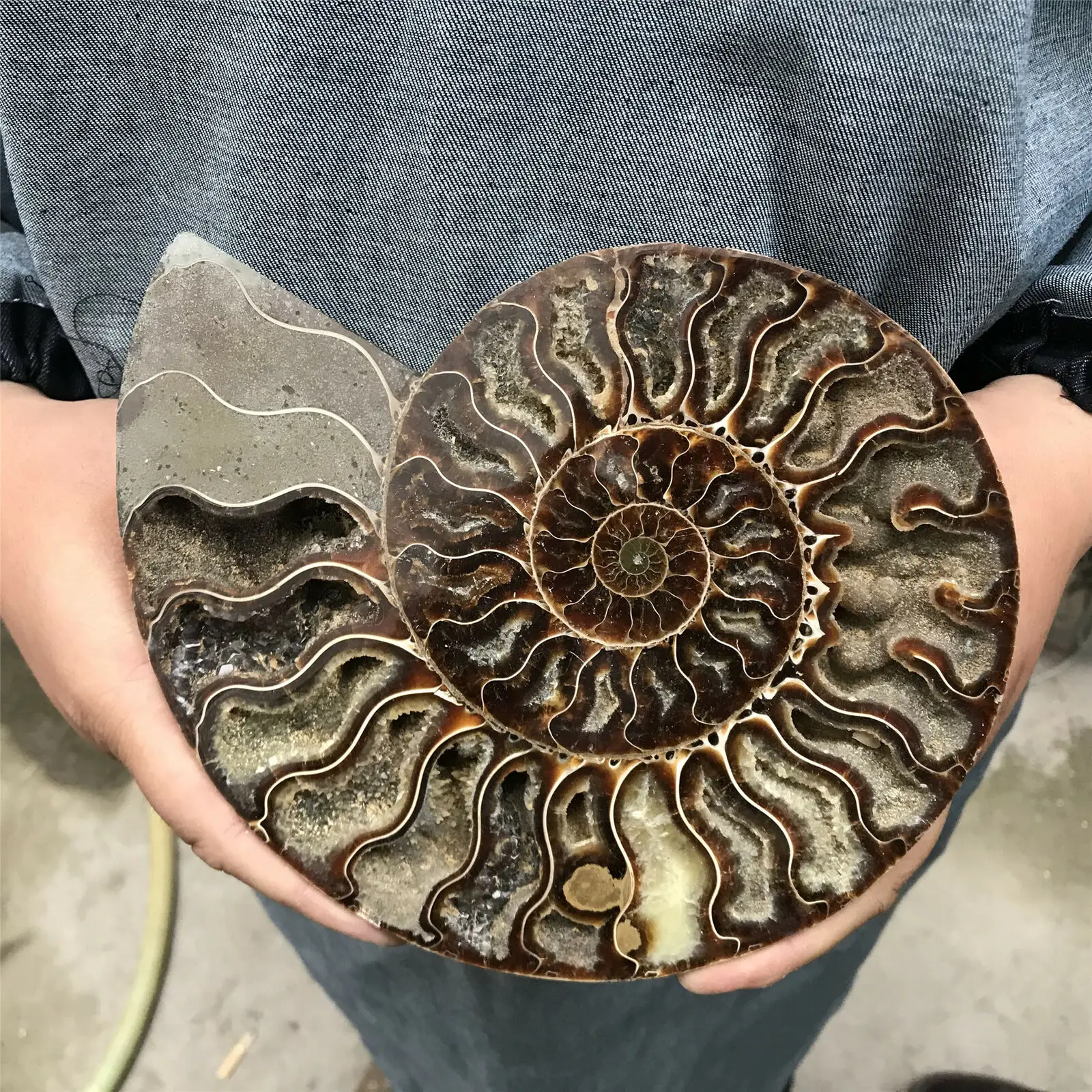 

200-800g big size madagascar fossils iridescent ammonite natural stones and minerals specimen+stand